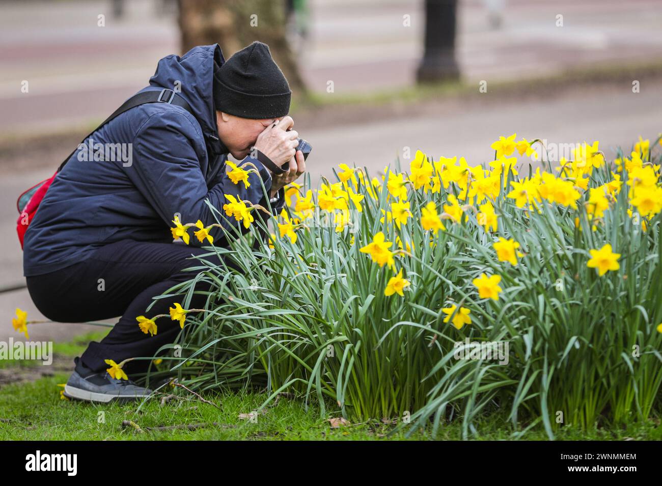 Early 2024 uk daffodils hires stock photography and images Alamy