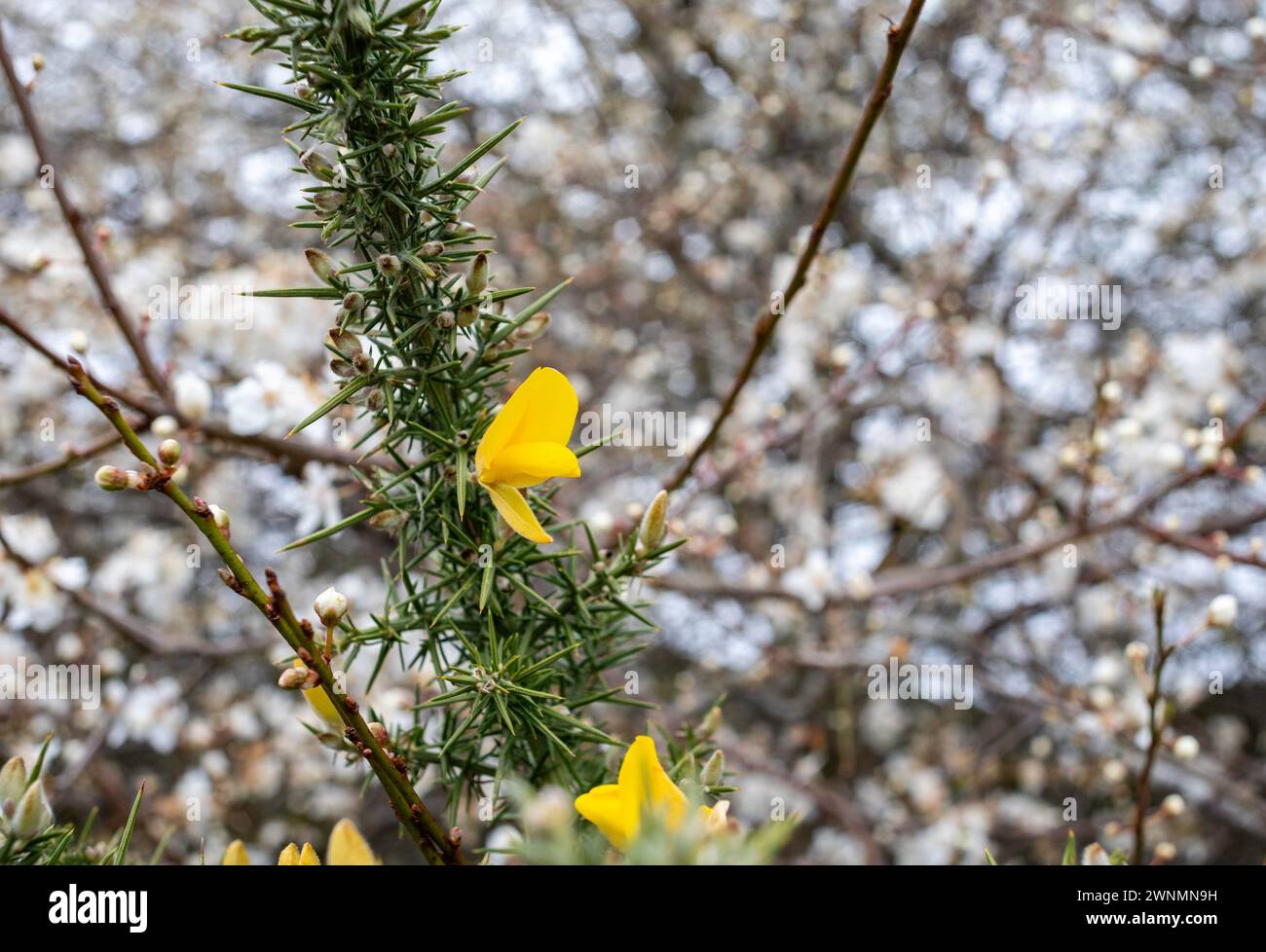 Thorpeness, Suffolk,3rd March 2024, After recent heavy rain and cold weather it was a dismal, grey sky with 7C in Thorpeness, Suffolk, the forecast is partly cloudy skies for the next few days. Typically its an average of 8C at this time of the year. Credit: Keith Larby/Alamy Live News Stock Photo
