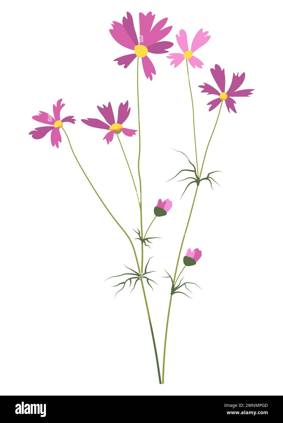 Daisy flower in blossom, Bergenia or Cosmos vector Stock Vector Image ...