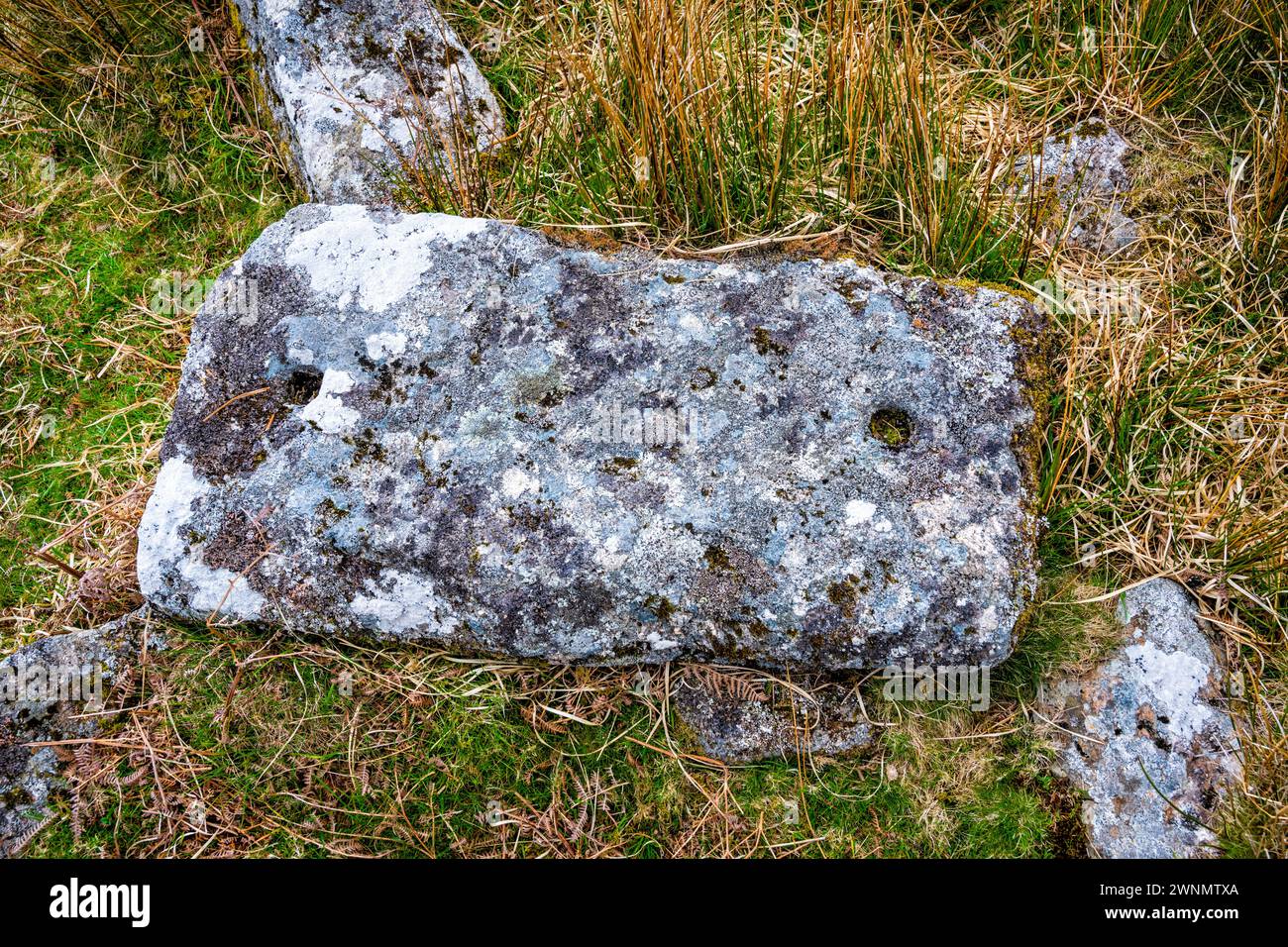 The remains of a vermin trap, used to protect a rabbit warren from ...