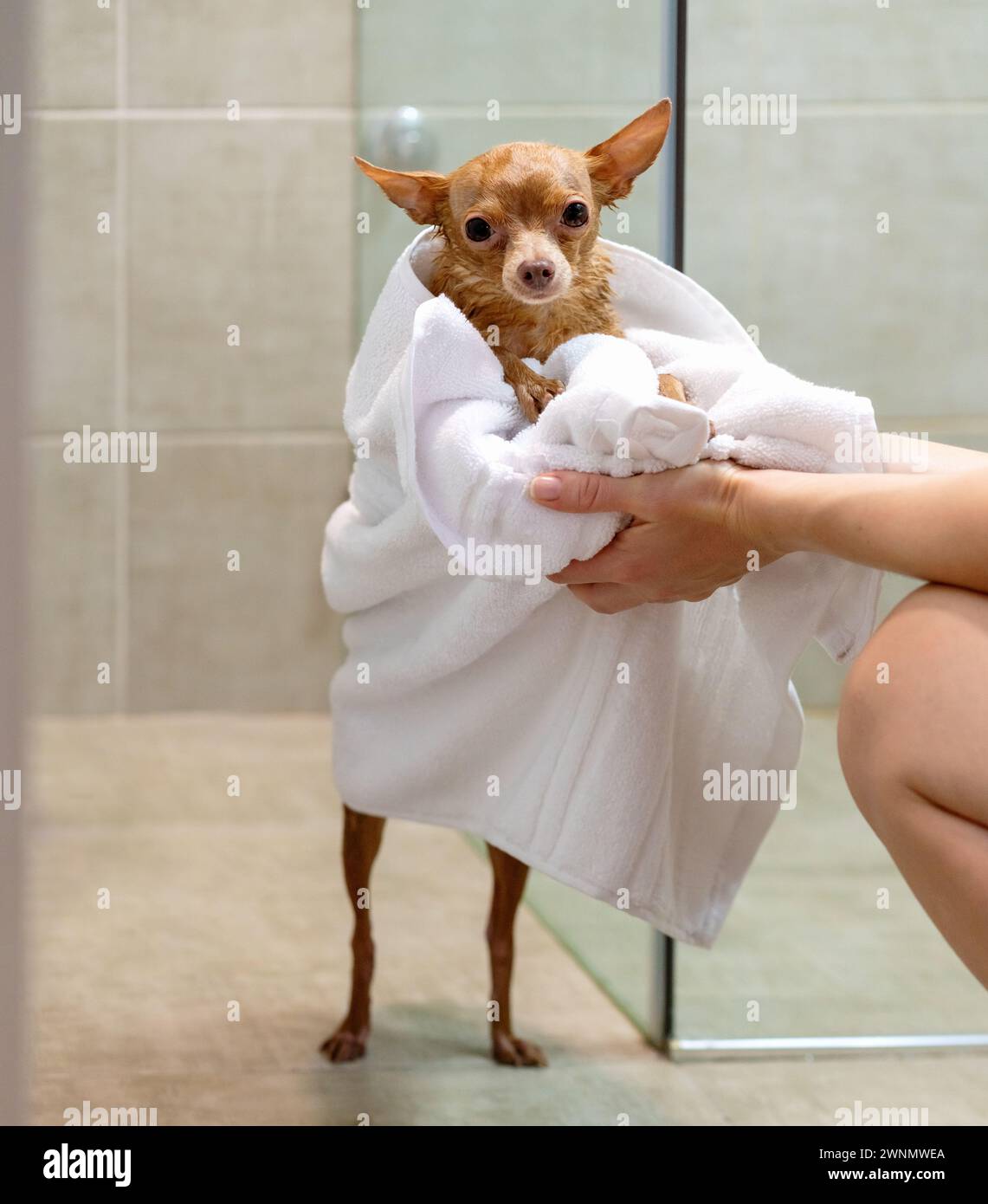 Woman wipes her small Toy terrier dog with white towel after washing in bathroom at home. Stock Photo