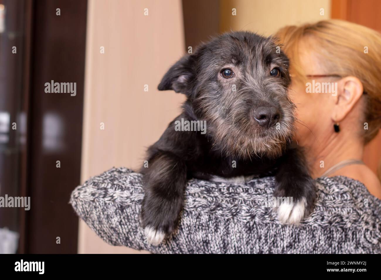 Woman holding puppy on shoulder hi-res stock photography and images - Alamy