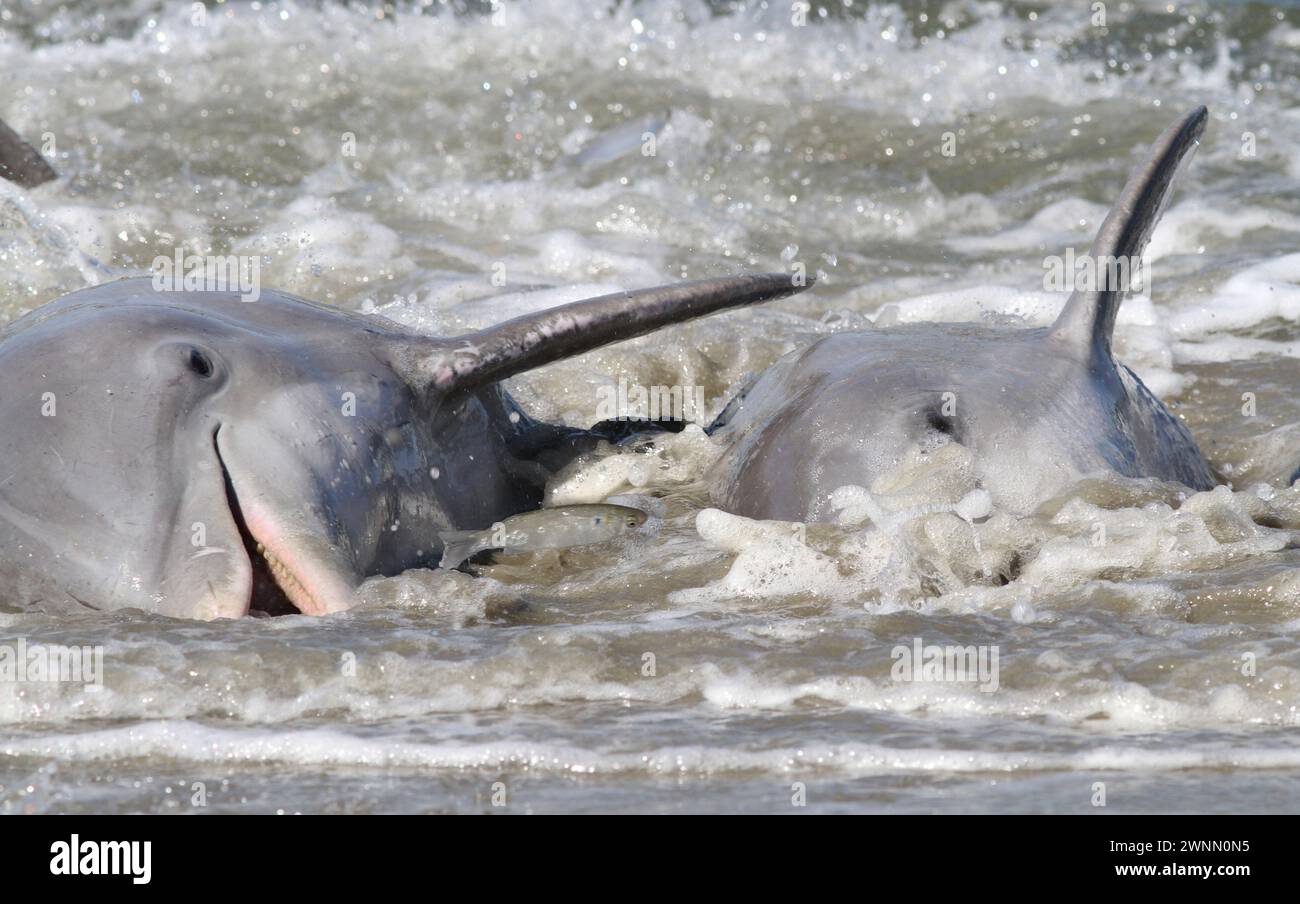 Bottlenose dolphin drive fish onto the beach and then beach themselves to feed on the stranded prey in a behavior known as Strand Feeding. Stock Photo