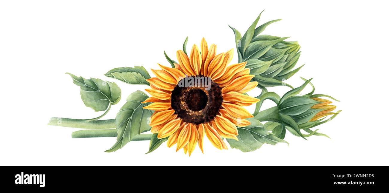 Sunflower bouquet lying horizontally. Yellow orange summer flowers on stem with leaves. Flower head, bud. Field wildflowers. Watercolor illustration Stock Photo