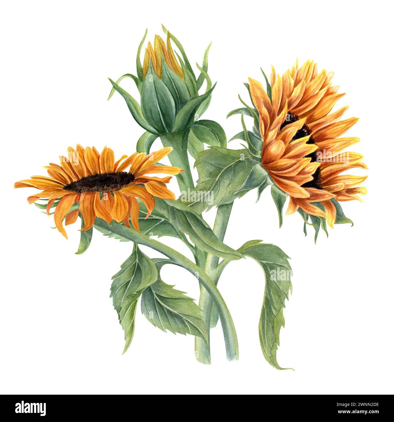 Bouquet with three beautiful sunflowers. Yellow orange summer flowers on stem with leaves. Flower head, bud. Field wildflowers. Stock Photo