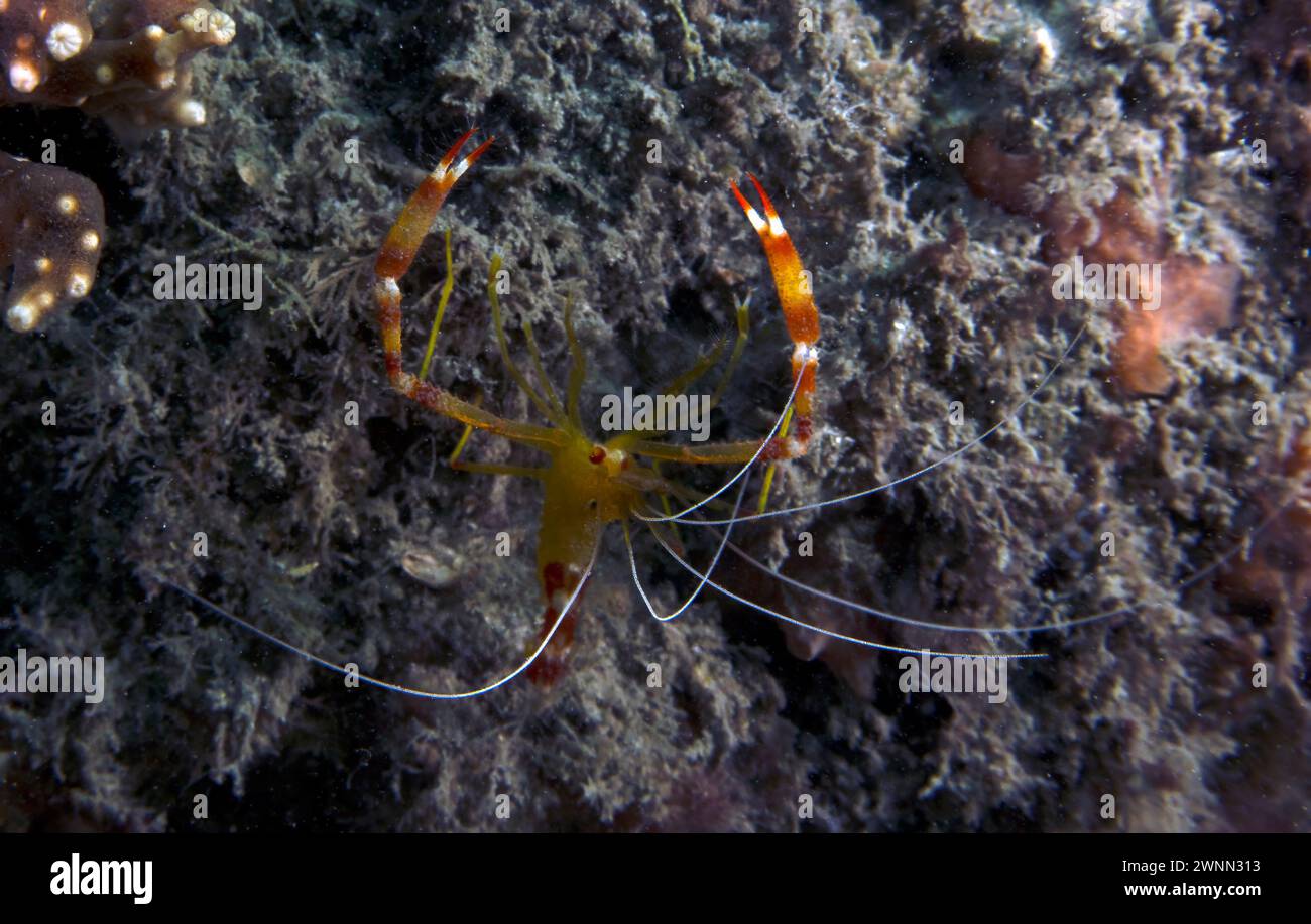 A Yellow Banded Coral Shrimp (Stenopus scutellatus) in Florida, USA Stock Photo
