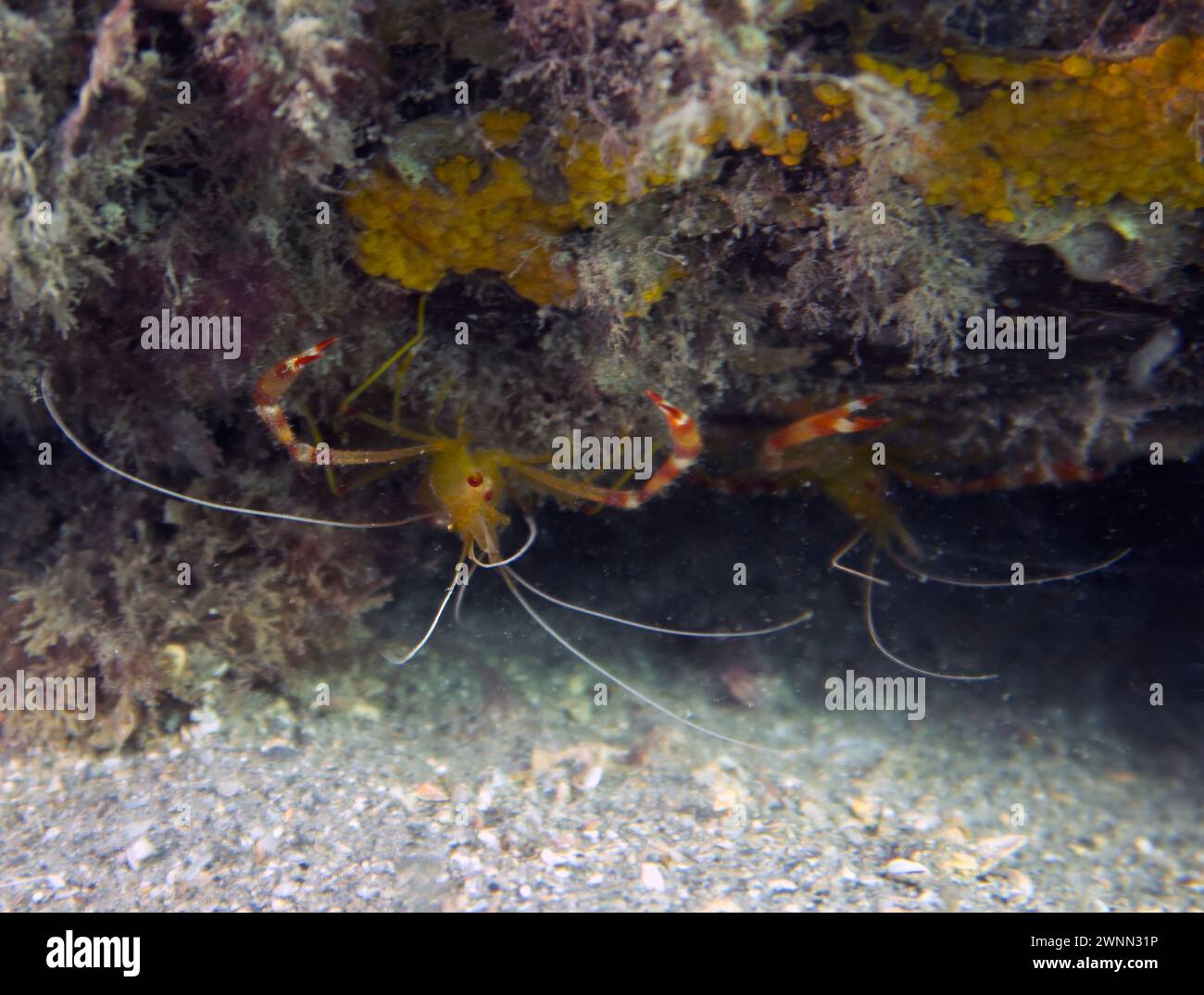A Yellow Banded Coral Shrimp (Stenopus scutellatus) in Florida, USA Stock Photo