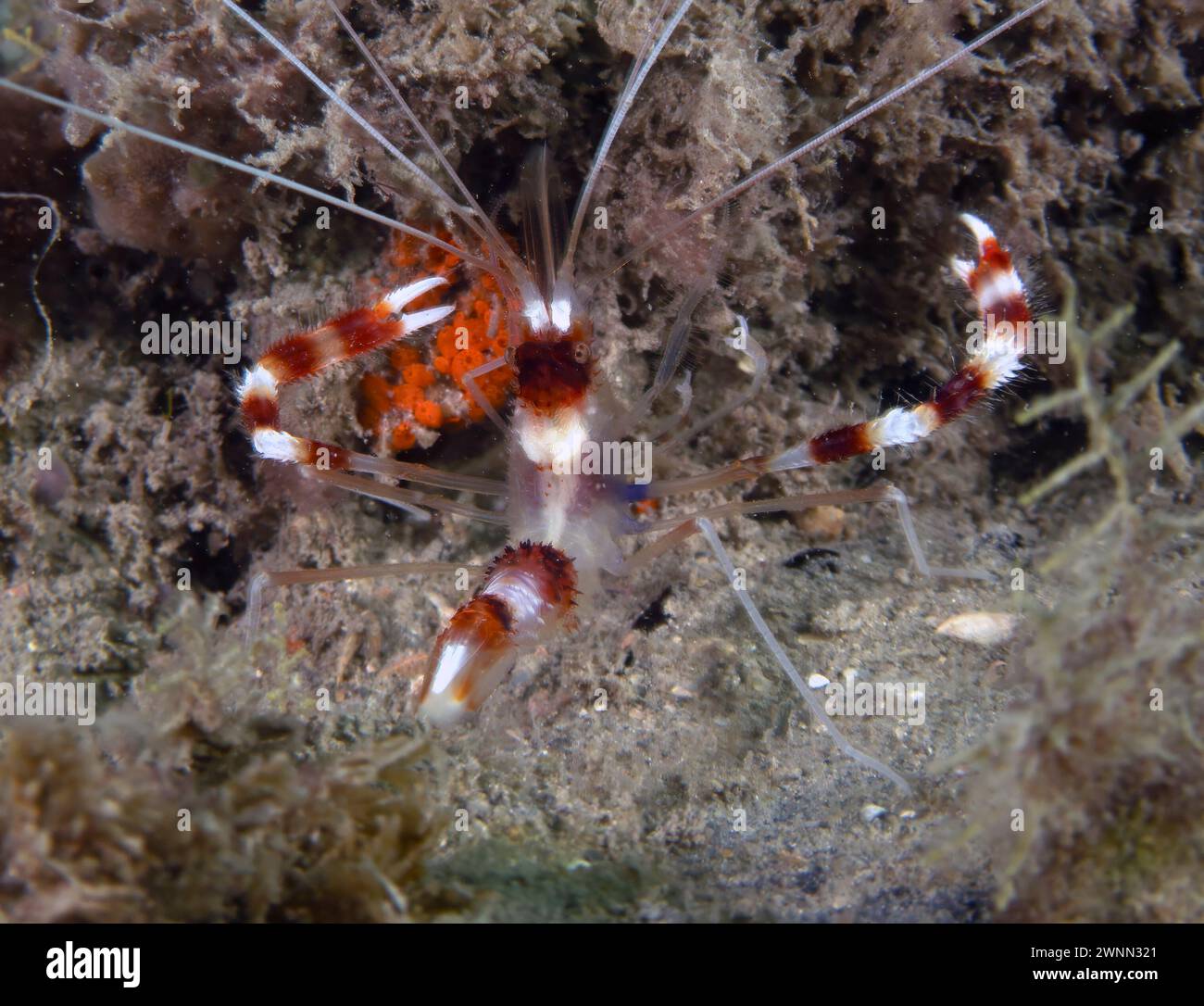 A Banded Boxer Shrimp (Stenopus hispidus) in Florida, USA Stock Photo