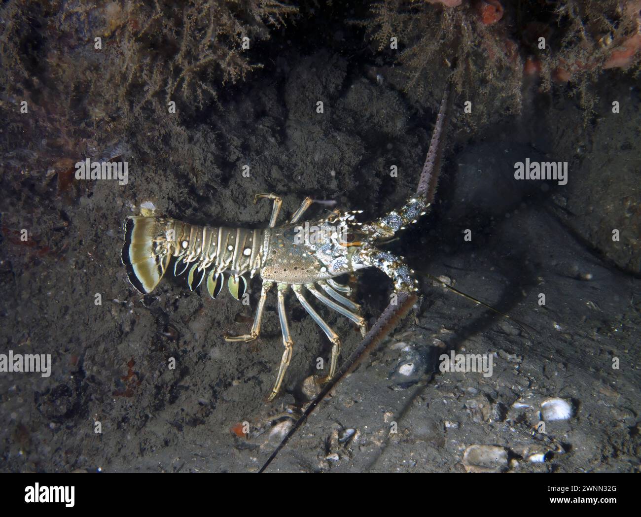 Caribbean Spiny Lobster (Panulirus argus) in Florida, USA Stock Photo