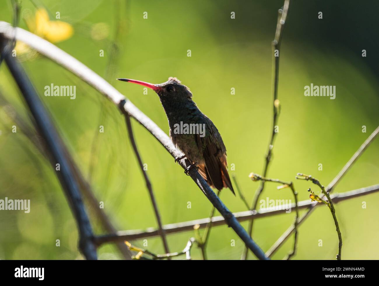 Perched Rufous tailed Hummingbird Amazilia Tzacatl At Minca Colombia perched-rufous-tailed-hummingbird-amazilia-tzacatl-at-minca-colombia