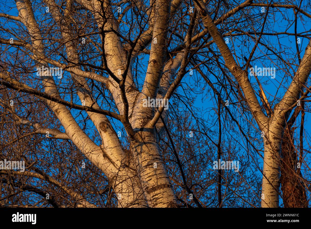 Golden glow. Trembling aspen tree plant ,populus tremula illuminated by sun. Stock Photo