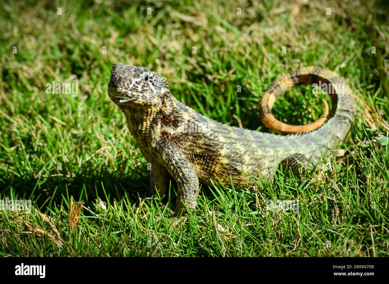 A Curly tailed lizard with a fly hanging from its mouth, on green grass with a blurred background. Stock Photo