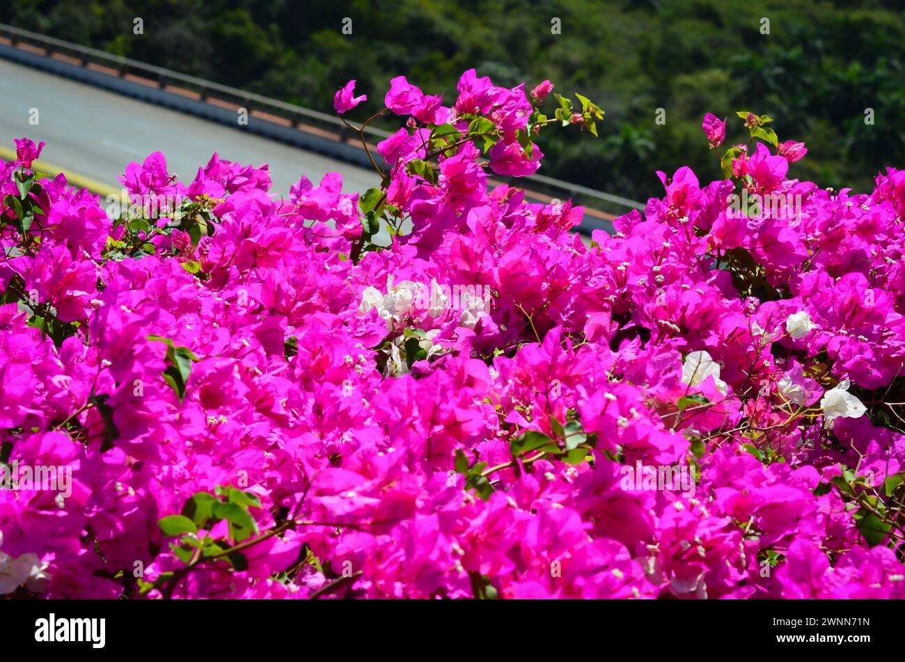 A bushel of Purple, Pink, White flowers with small green leaves, on the edge of a cliff over looking the bridge on a hot sunny day, blurred background Stock Photo