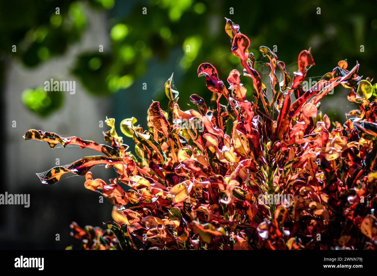 Close-up of green, scarlet, orange, and yellow splotches of Croton plant with spiderwebs throughout it, blurred background with room for text. Stock Photo