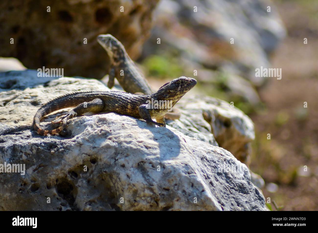2 curly lizards on a Lava rock, with 1 lizard closeup and the other lizard blurred in the background. Stock Photo