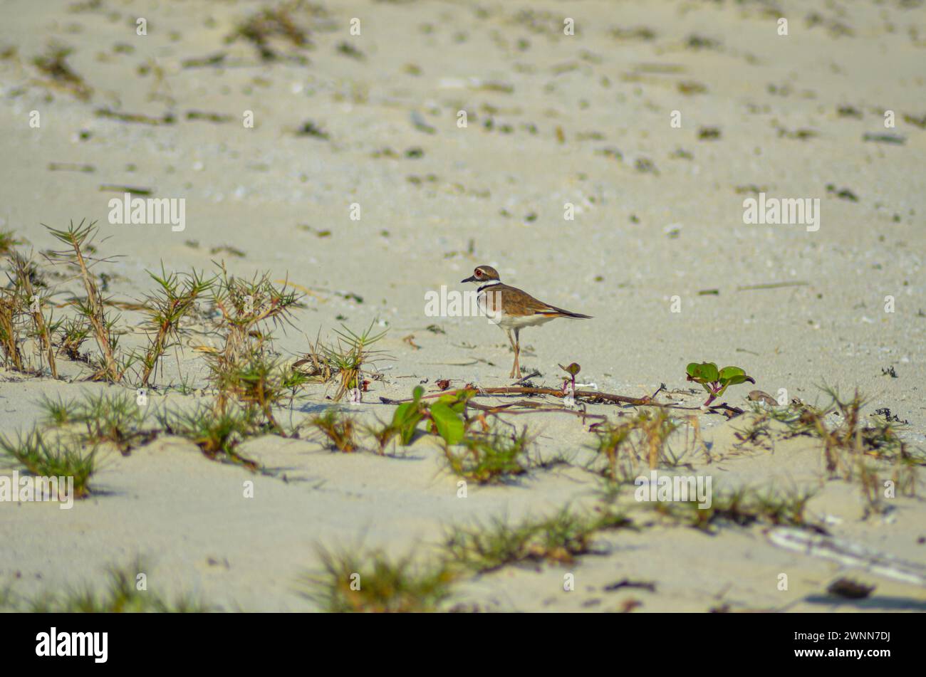Killdeer walking on the sandy beach among the little bits of green grass. Stock Photo