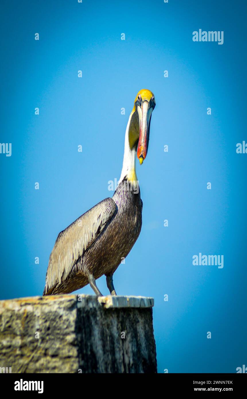 Breeding Brown Pelican, bright yellow head, long beak, yellow hook. Standing on top of the breakwater. Blue blurred background. Stock Photo