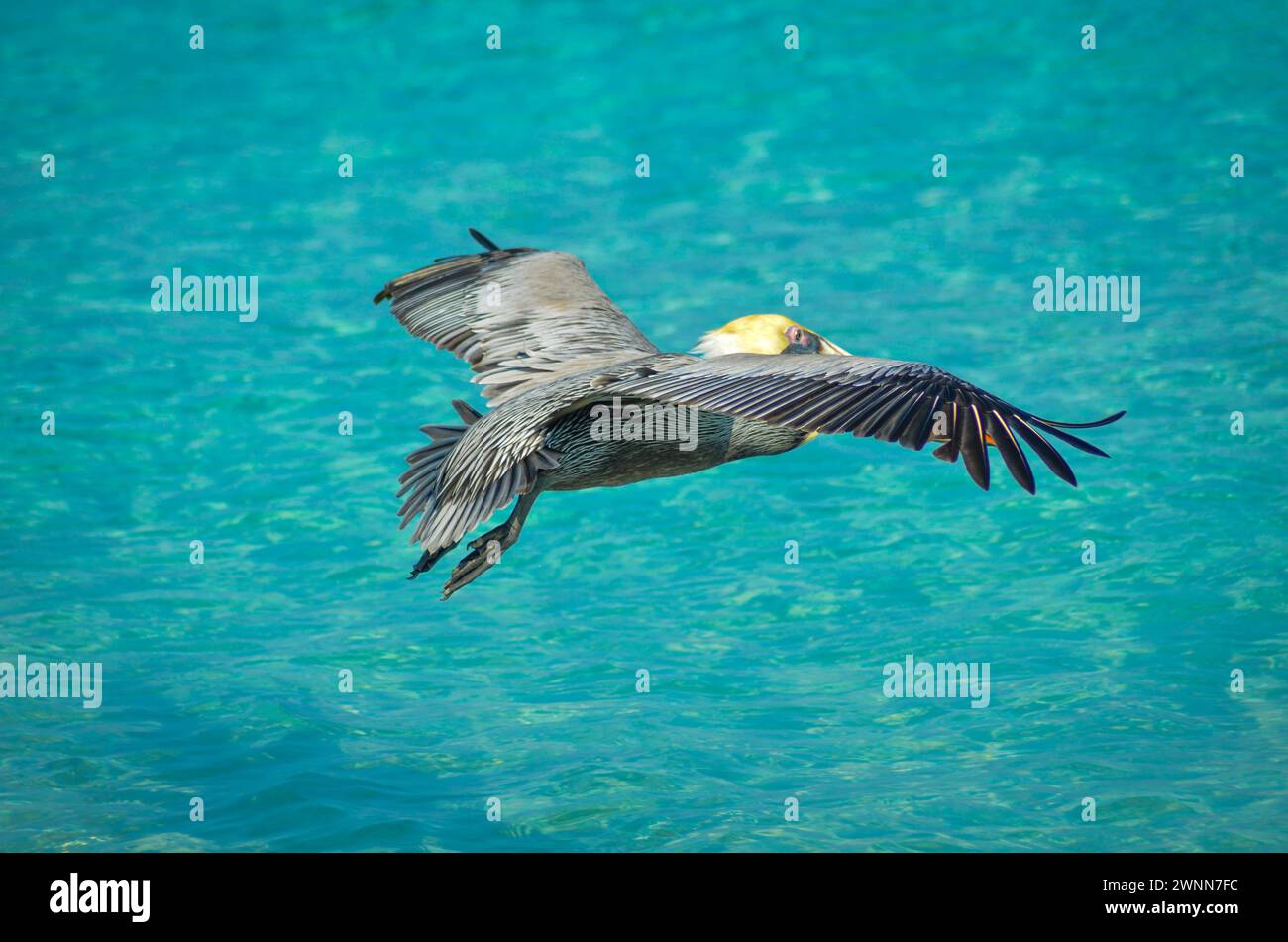 Top/Side View. Brown Pelican soaring over the bright blue ocean water. Wingspread wide open. Stock Photo