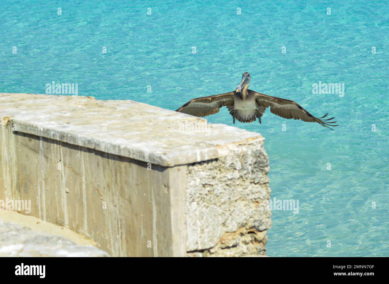 Brown Pelican in mid-flight, sunning day, wings spread wide open, getting ready to land on the breakwater wall. Stock Photo