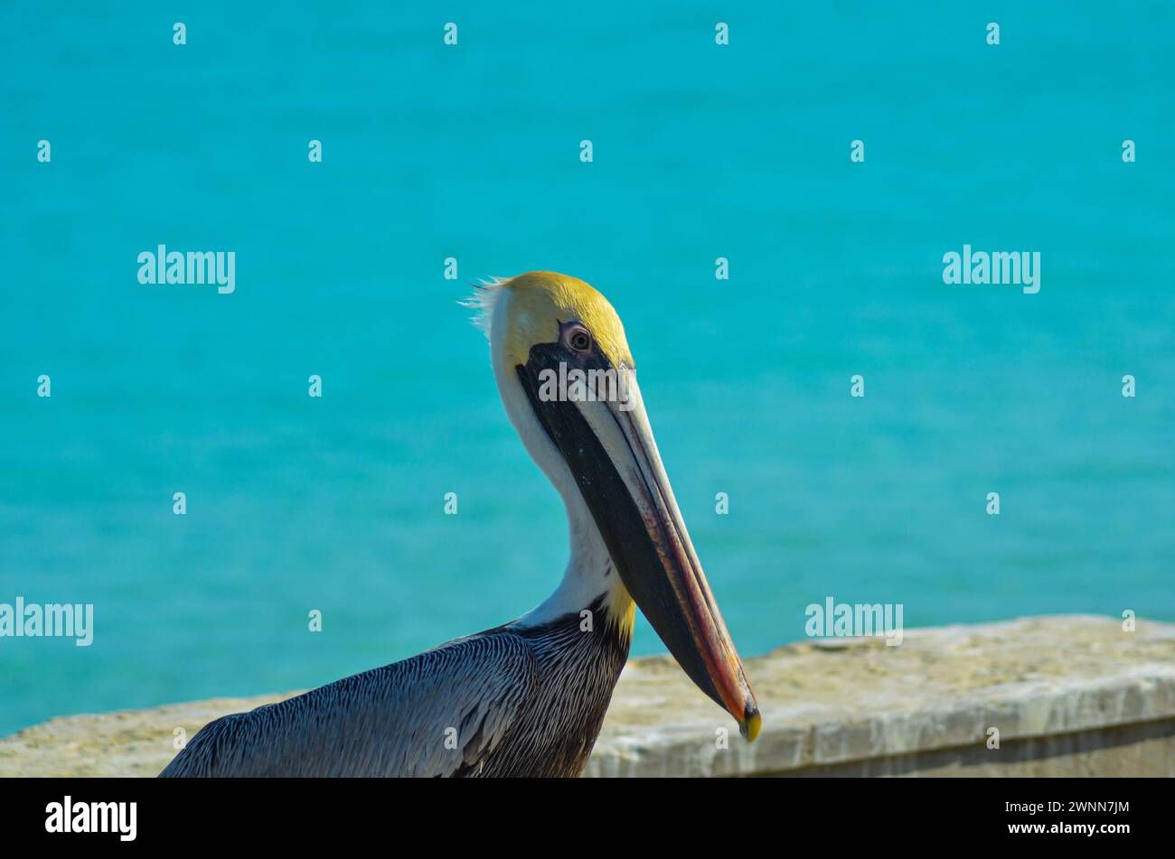 A Breeding Brown Pelican with a white and yellow head, a long beak with a yellow hook. Blue blurry background. Portrait style. Stock Photo