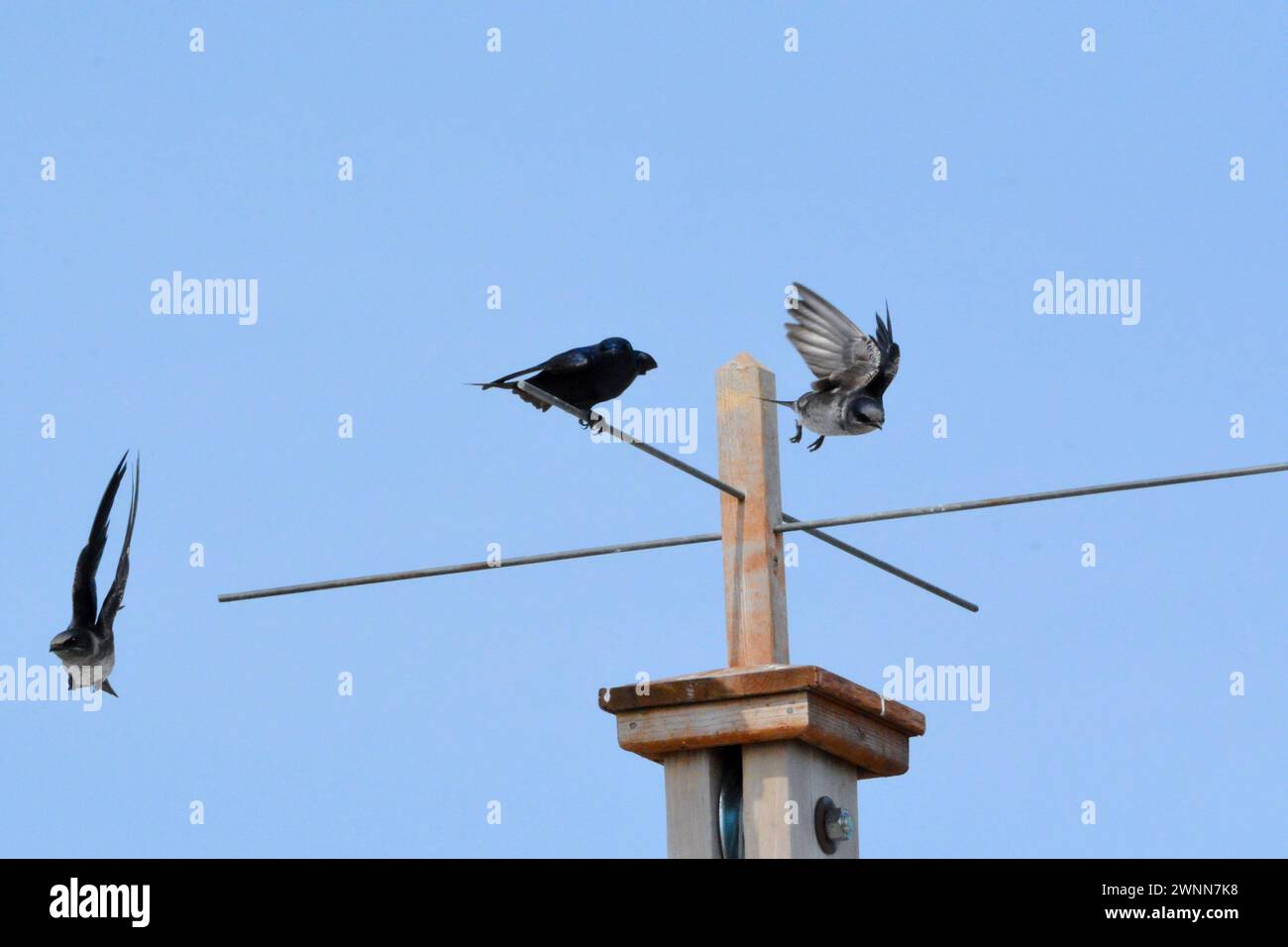 3 Purple Martin's in flight on a hot Spring day. Stock Photo