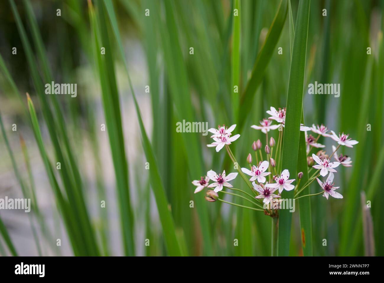Flowering Rush among the tall green grass. Close -up Stock Photo