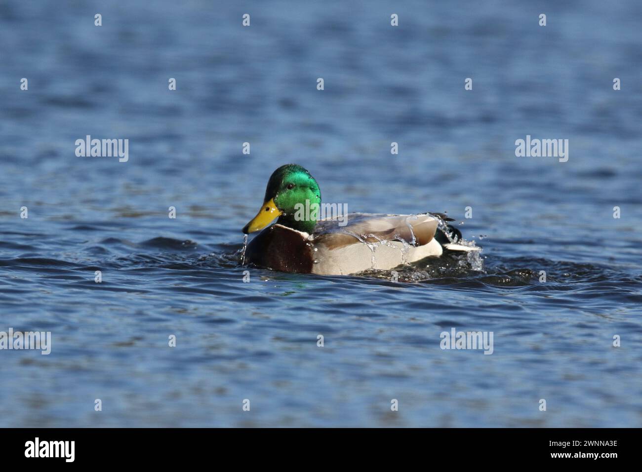 A  drake mallard ducks Anas platyrhynchos swimming on blue water in winter with water falling off it's back Stock Photo