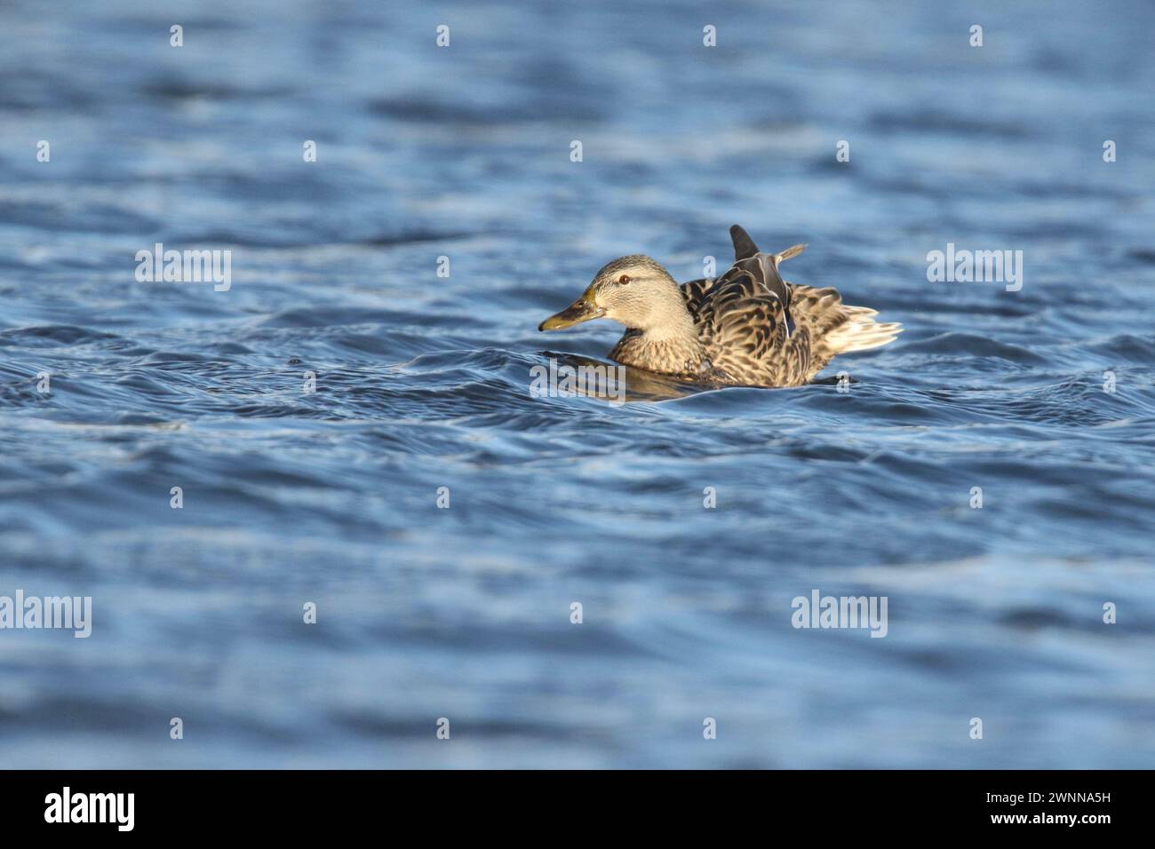 Hen mallard duck Anas platyrhynchos swimming on blue water on a windy day in winter Stock Photo
