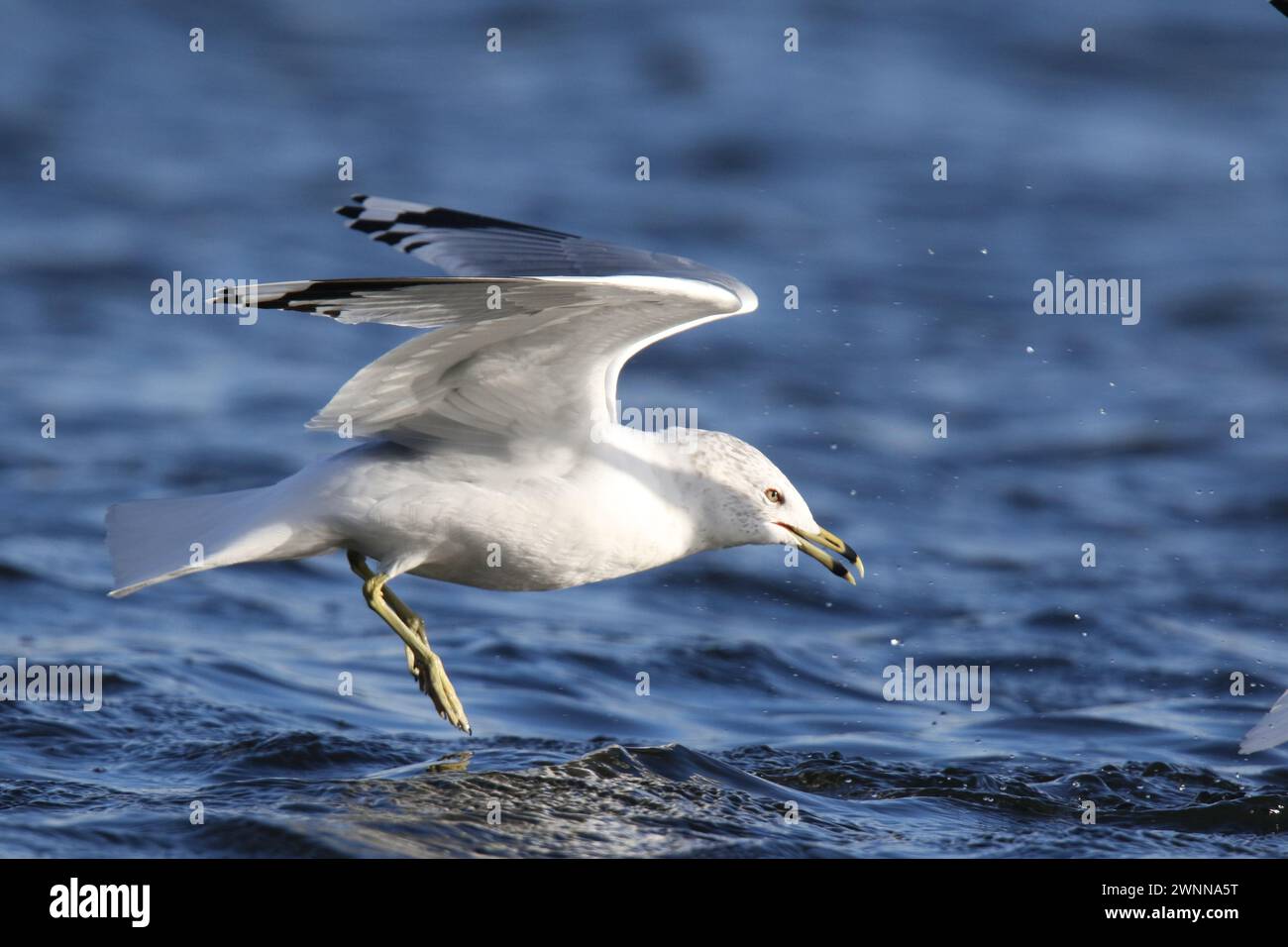 Ring billed gull Larus delawarensis gliding down to land on water in winter Stock Photo