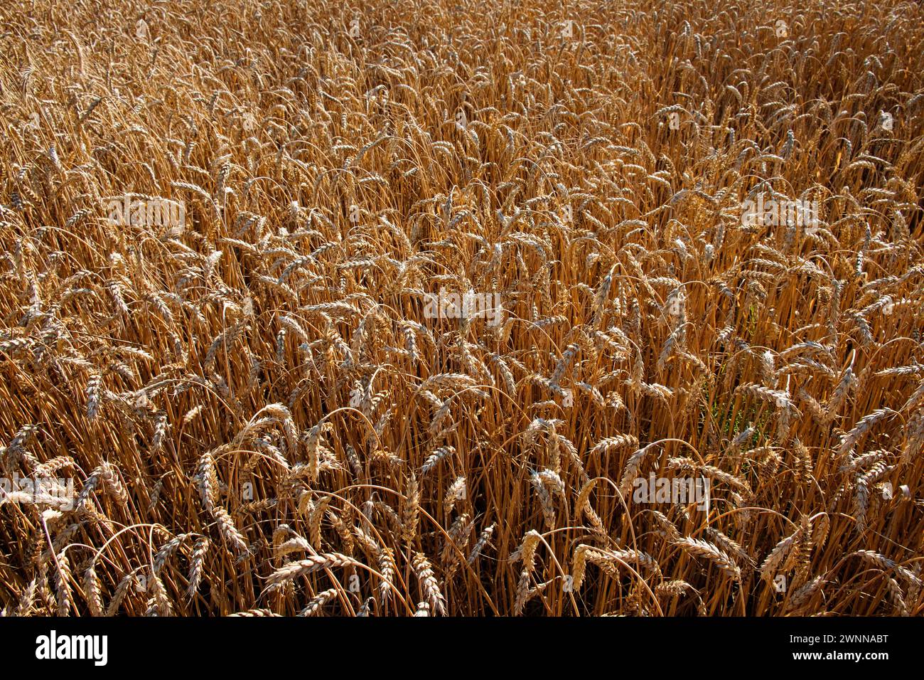 Time harvest field wheat hi-res stock photography and images - Alamy