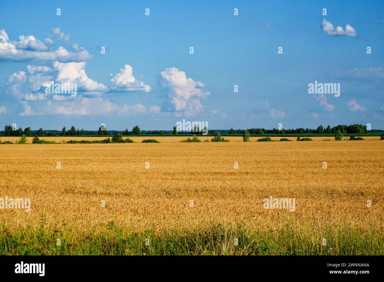 Sunlit wheat field with scattered clouds and distant trees in view. Stock Photo