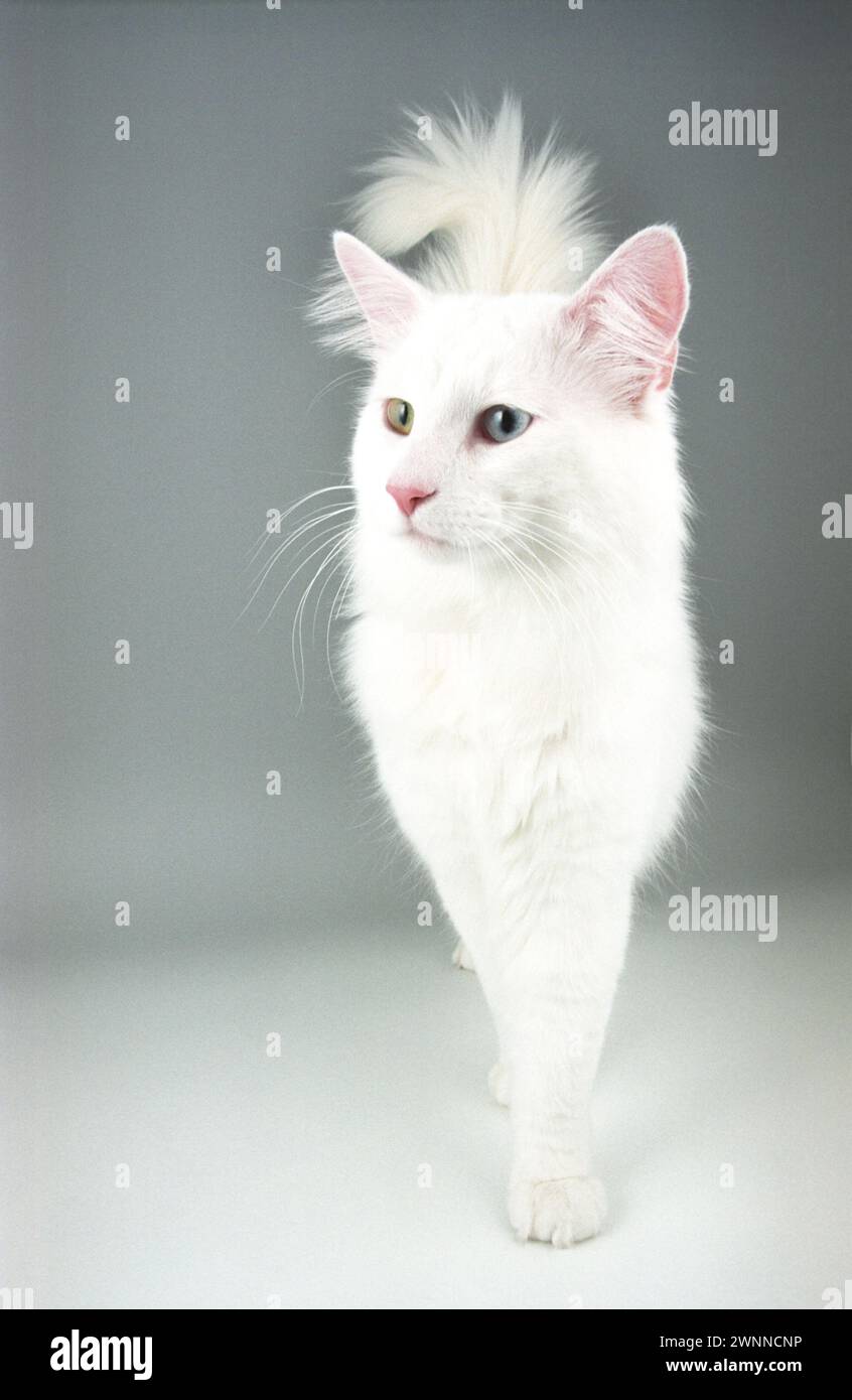 Norwegian Forest Cat Odd-eyed White Nfc Stock Photo