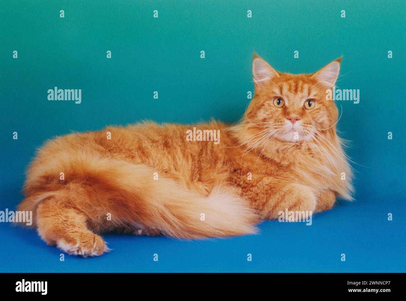 Adult Red Maine Coon Relaxing on a Green to Blue Background Stock Photo