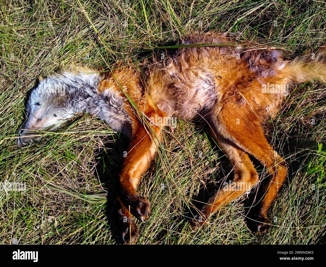 A deceased animal with brown fur lies in tall green grass, its body partially decomposed. The body of a dead fox. The dead animal decomposes on the gr Stock Photo