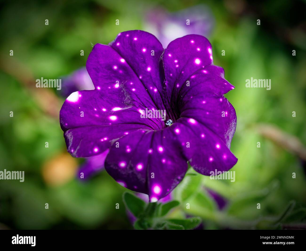 White flower with purple spots hi-res stock photography and images - Alamy