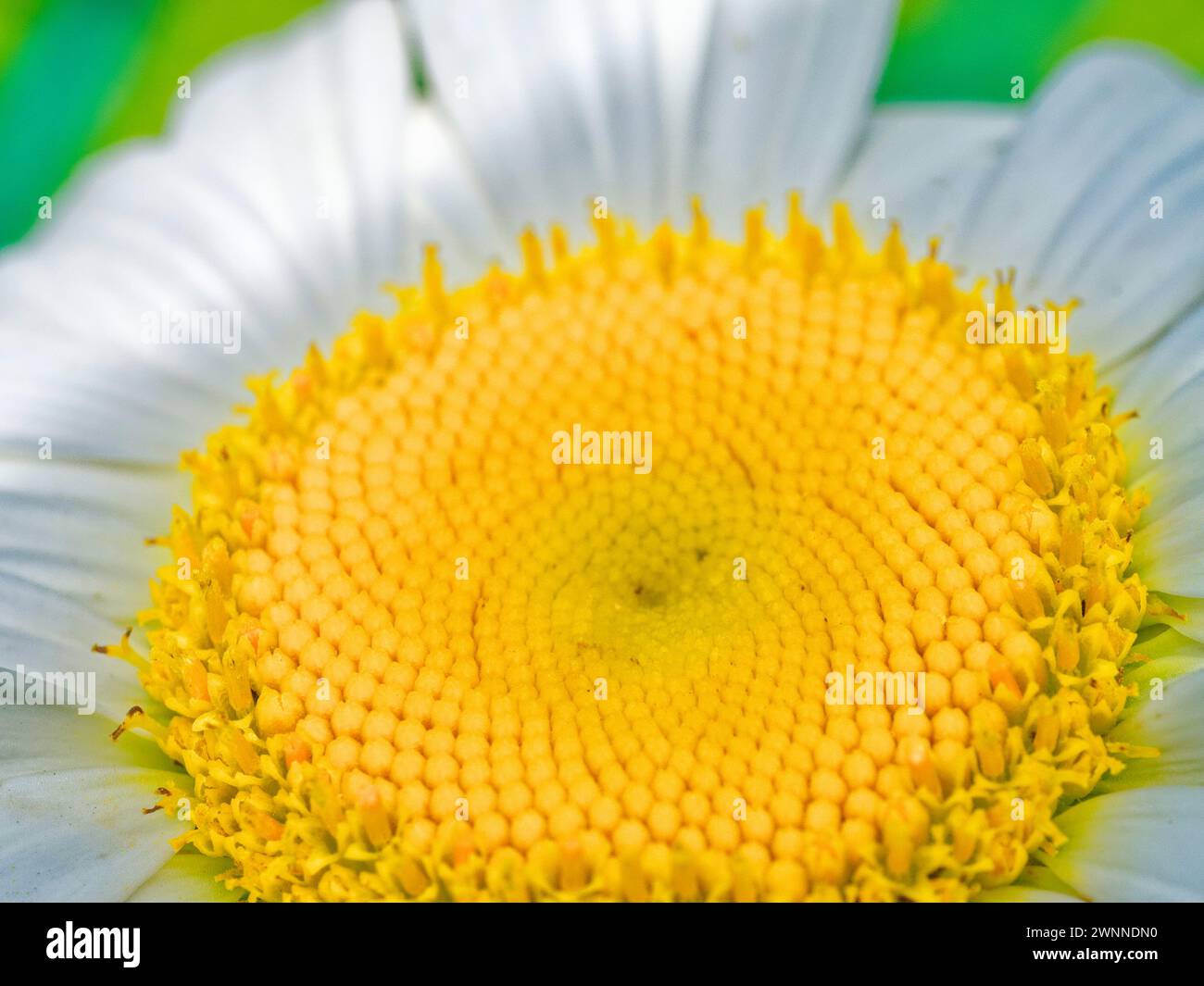 White petals surround a detailed, textured yellow core of a daisy flower against a dark backdrop. Stock Photo