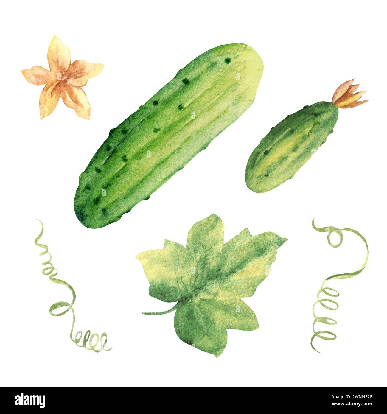 Cucumbers plant with leaves and flowers. Big and small, top view. Hand drawn botanical watercolor illustration on white background. Stock Photo