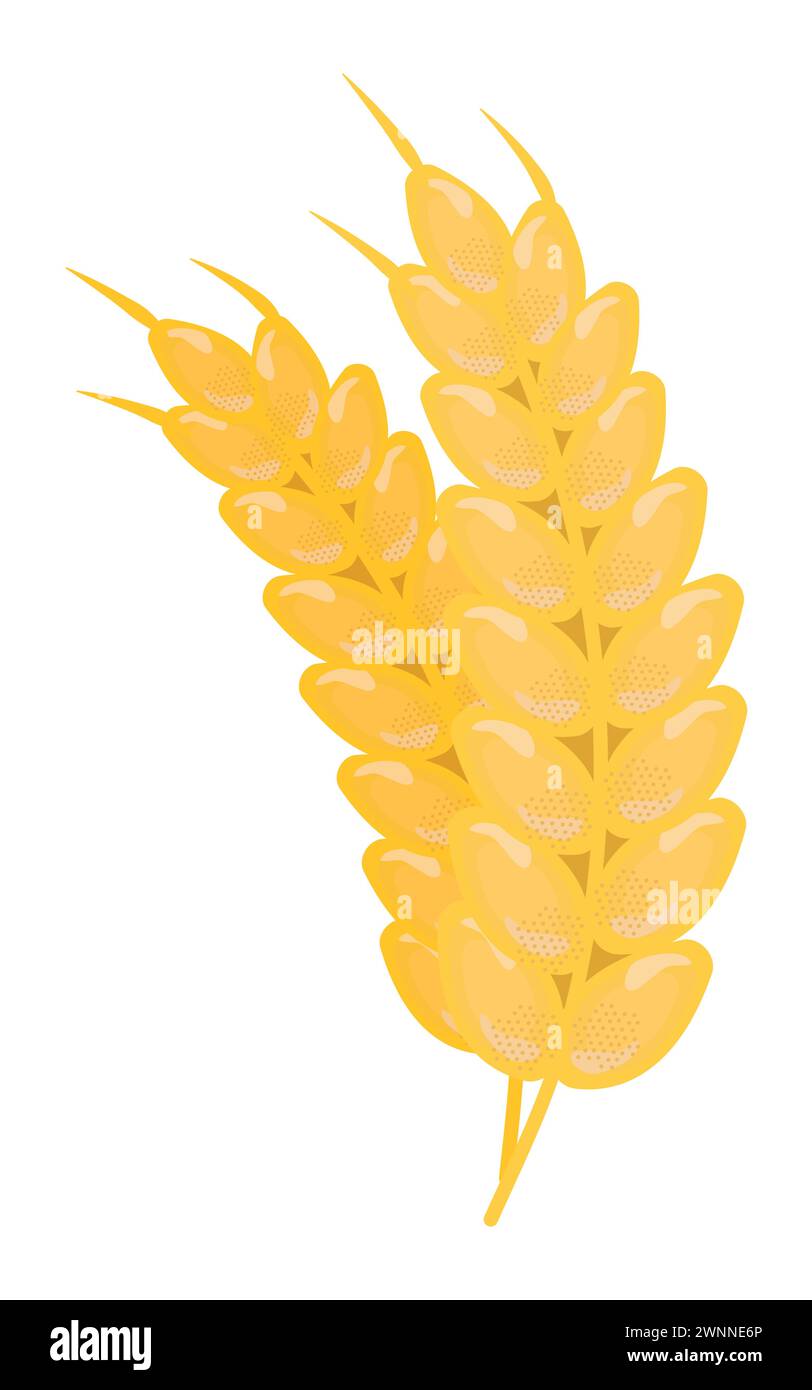 Two ears of wheat, grain harvest, yellow vector illustration of gluten product Stock Vector