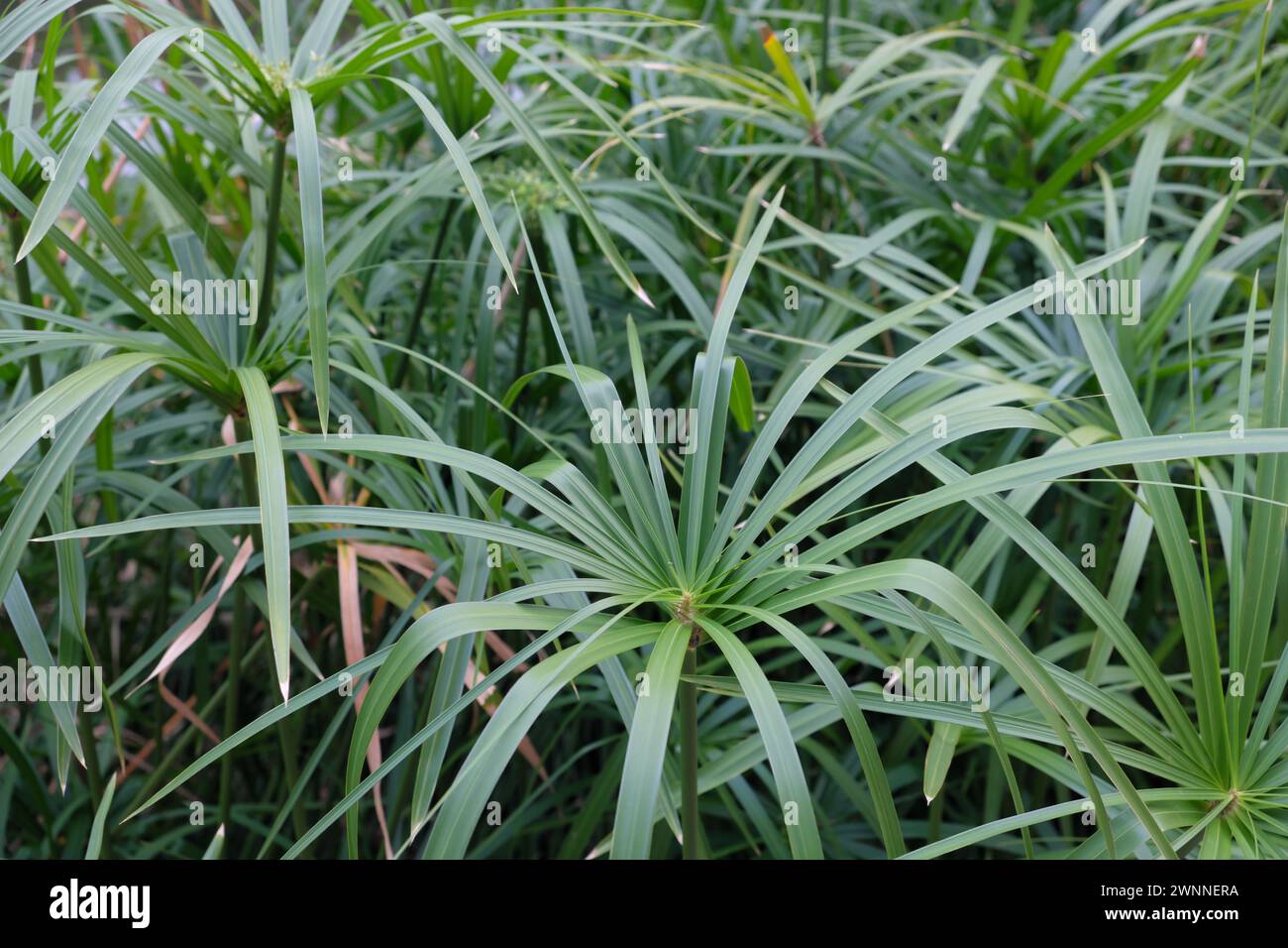 Cyperus alternifolius, the umbrella papyrus, umbrella sedge or umbrella palm. Stock Photo