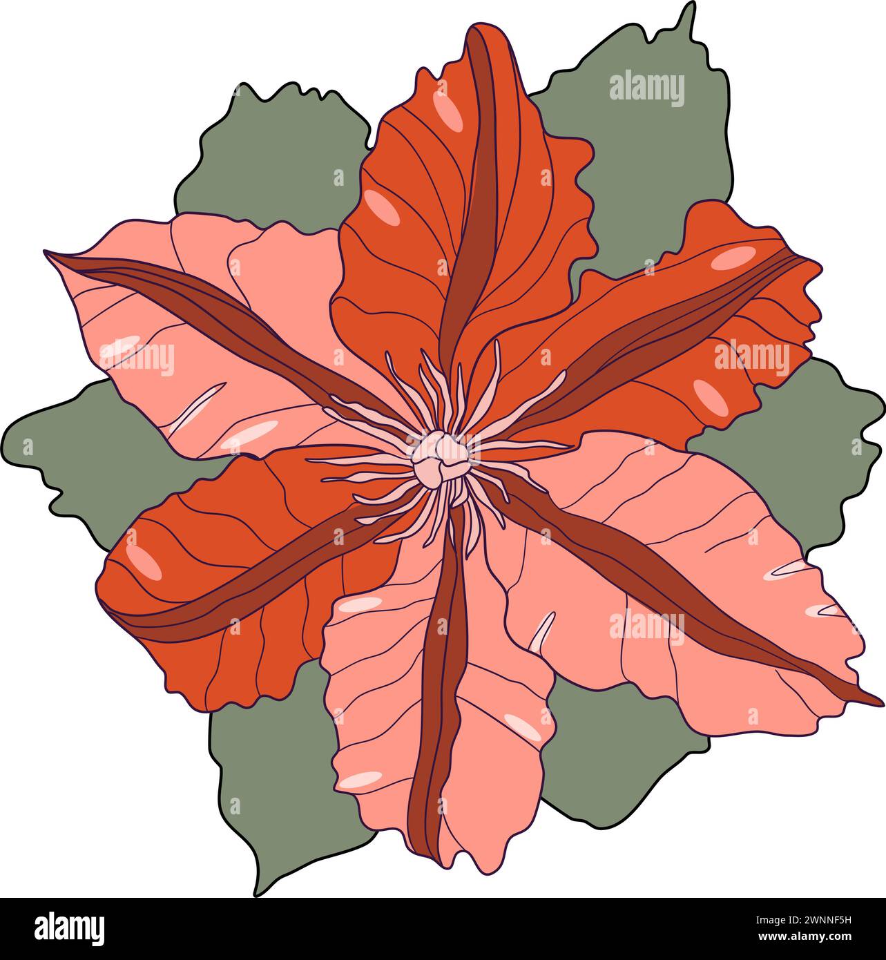 Clematis flower head vector illustration Stock Vector
