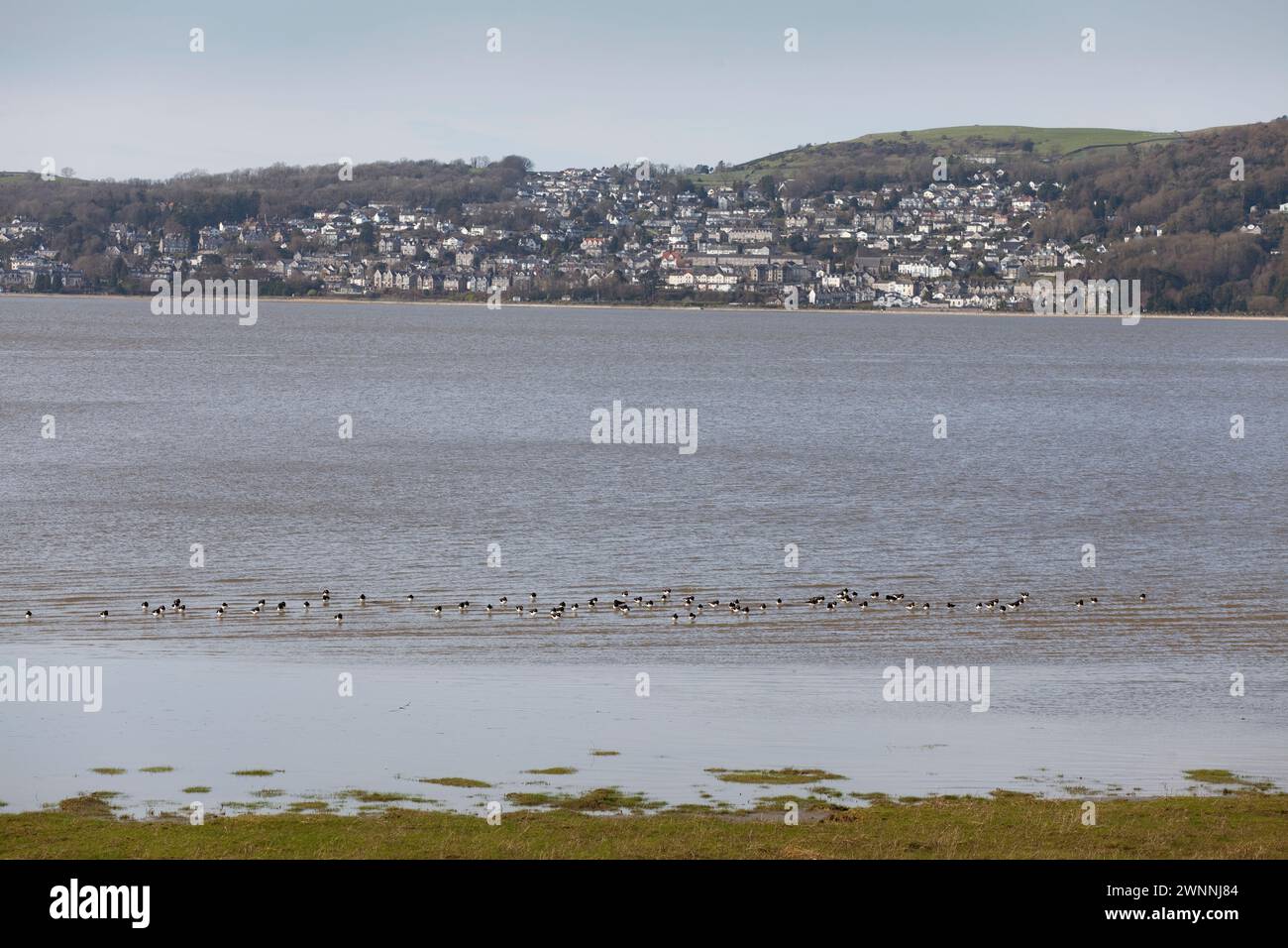 Grange over Sands seen from Blackstone Point on the opposite bank of the River Kent, Cumbria, UK Stock Photo