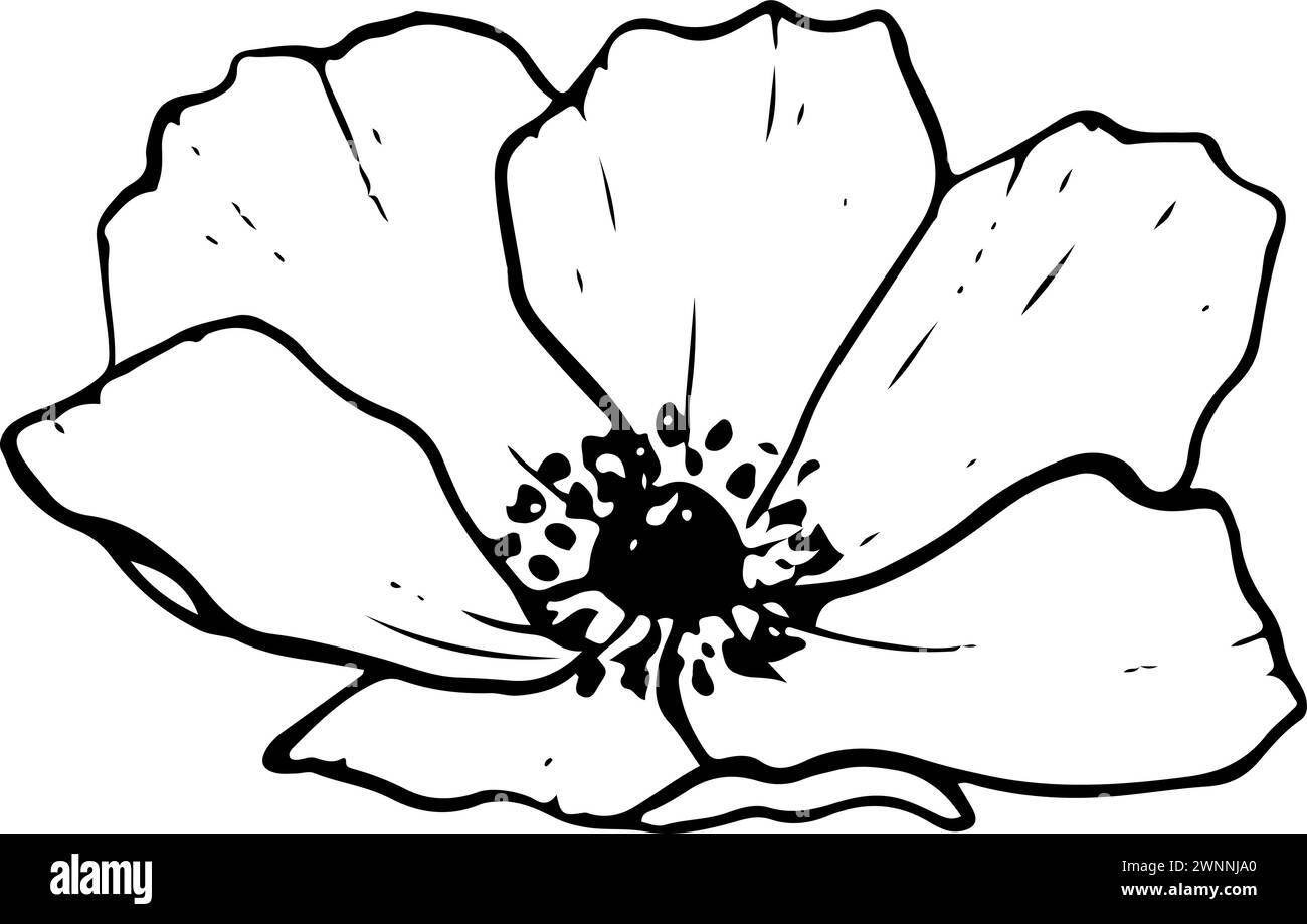 Anemone spring flower in black white. Field poppy Stock Vector