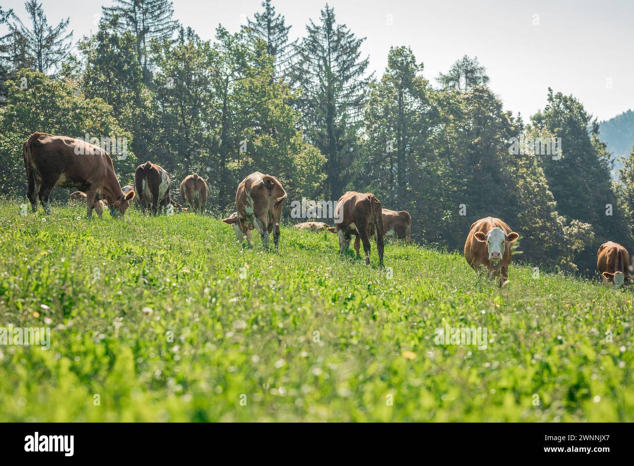 Different cows on a pasture. A herd of brown cows on a sloping hill ...