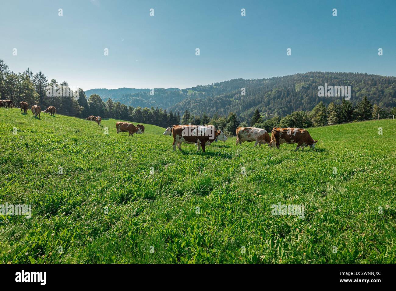 Different cows on a pasture. A herd of brown cows on a sloping hill ...