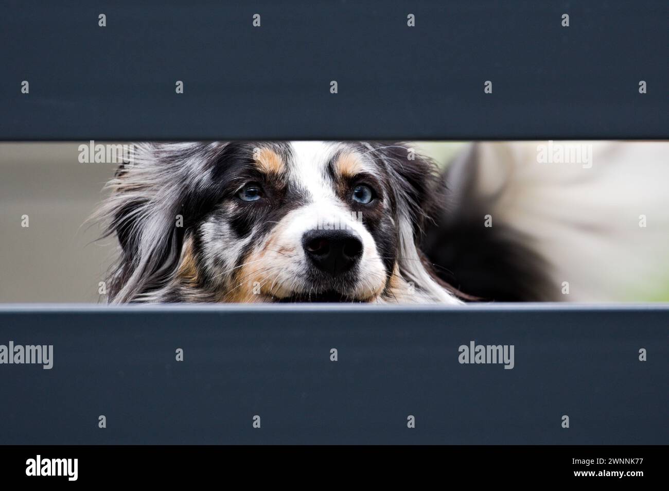 Portrait of very sad dog behind the fence. Sadness animal expression, sad eyes. Funny animal photo. Stock Photo