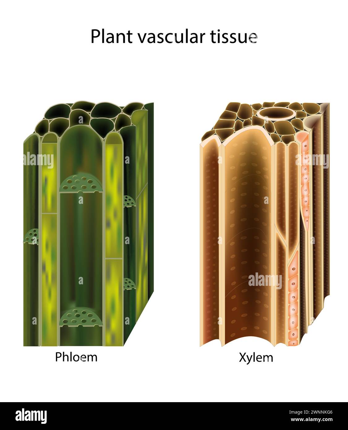 Xylem Longitudinal Cells