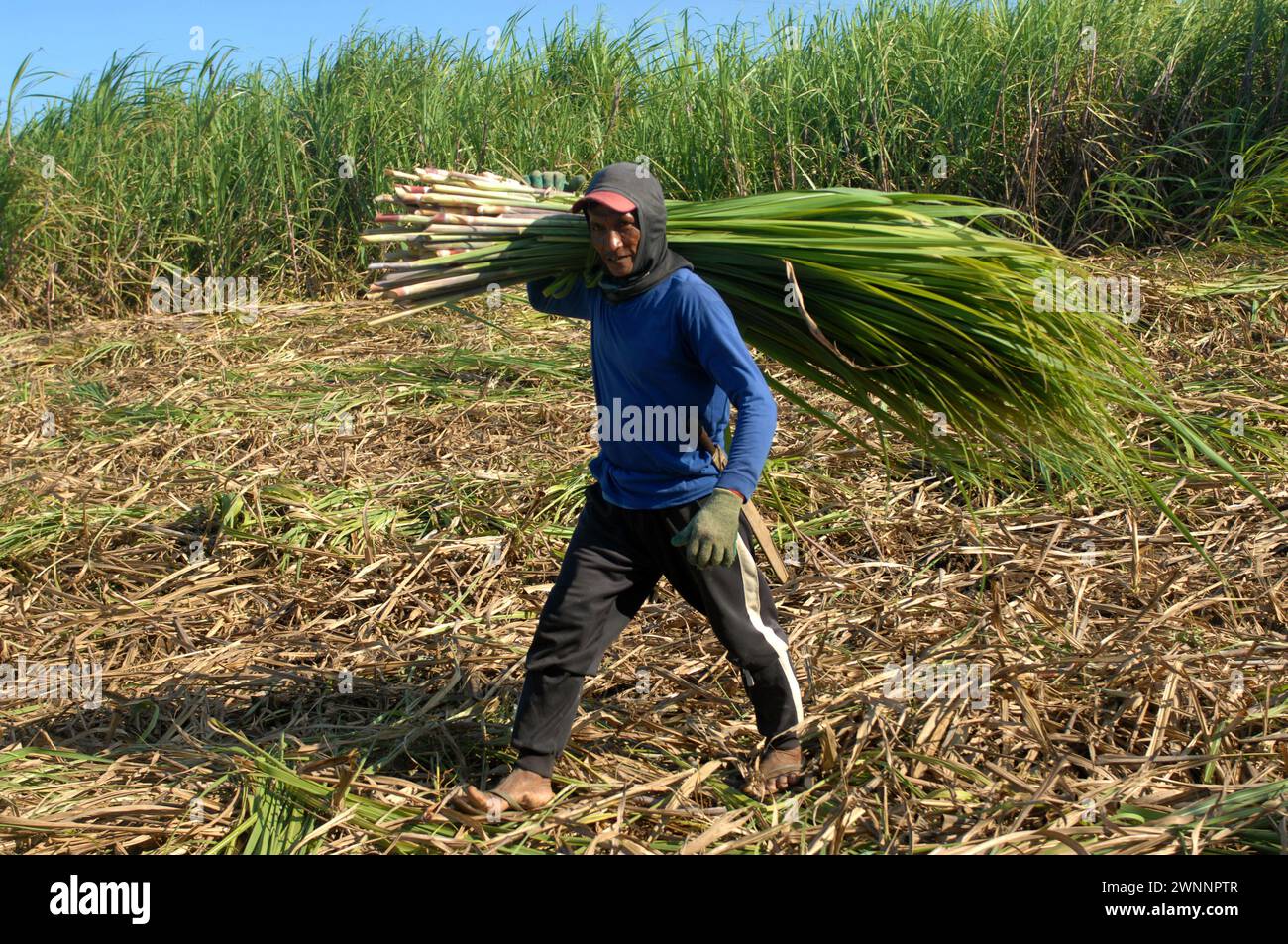 Sugar cane workers on a local sugar cane farm, near Cadiz City, Negros ...