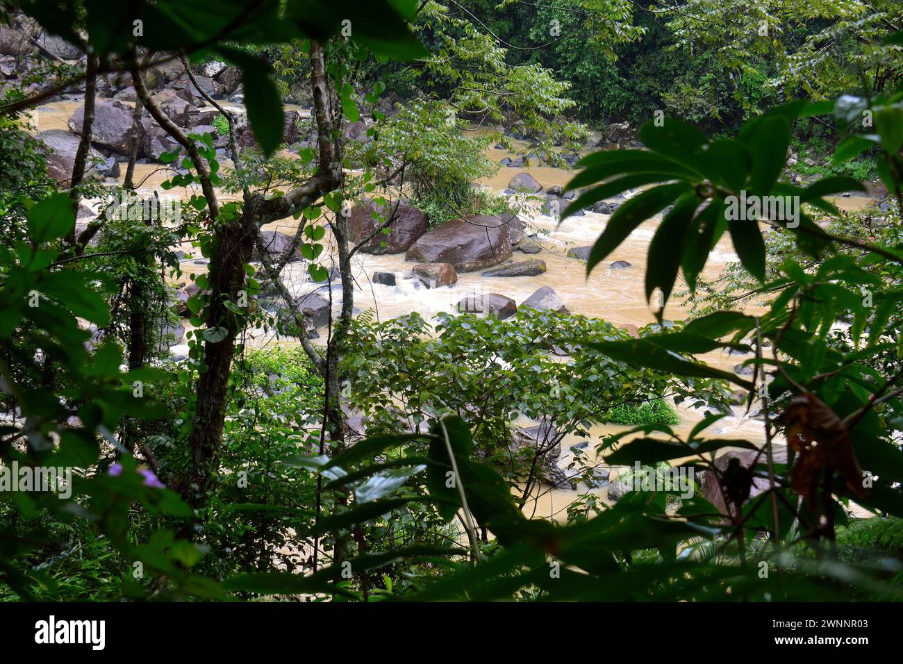 Sinharaja Forest Reserve, Srí Lanka, Asia, UNESCO World Heritage Site ...