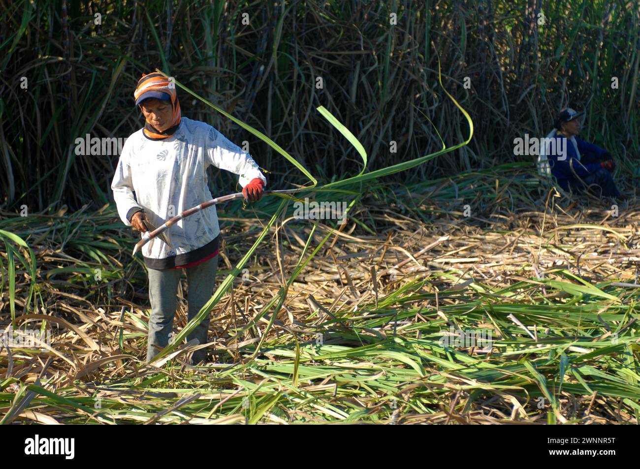 Sugar cane workers on a local sugar cane farm, near Cadiz City, Negros ...