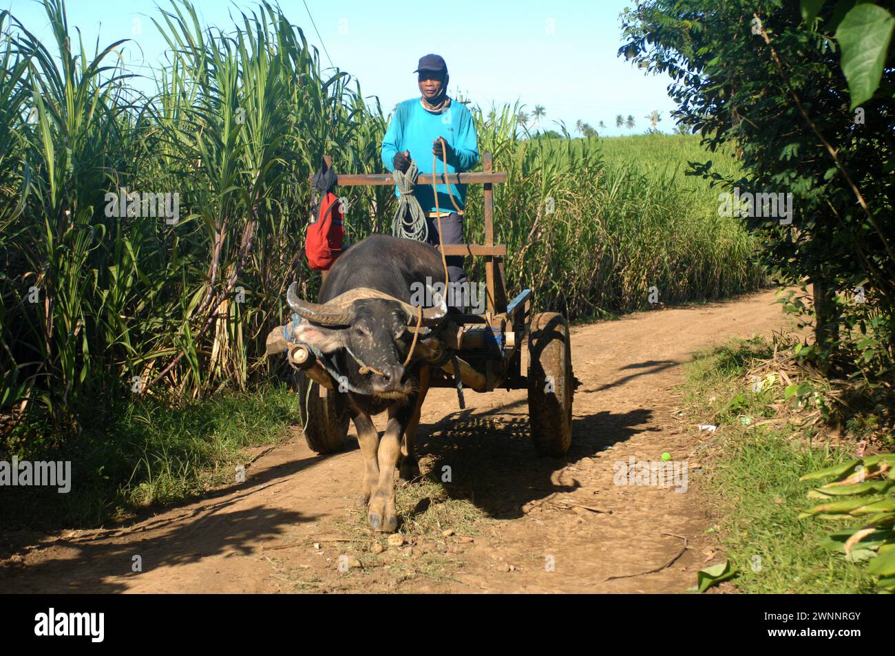Farm worker sat on a cart pulled by a Carabao, Sugar Cane Farm, near ...